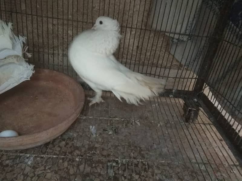 Fancy Lakka Pigeon/Fantail Lakka Pigeon 1