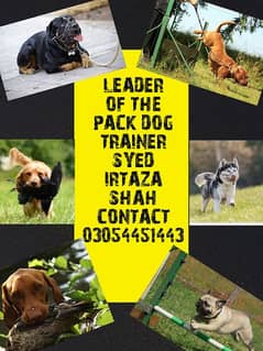 dog trainer dog expert