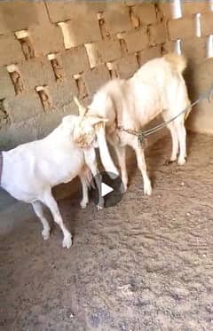 Gulabi Male Female goat pair for Sell