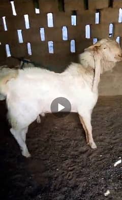 Gulabi Male Goat For Sell