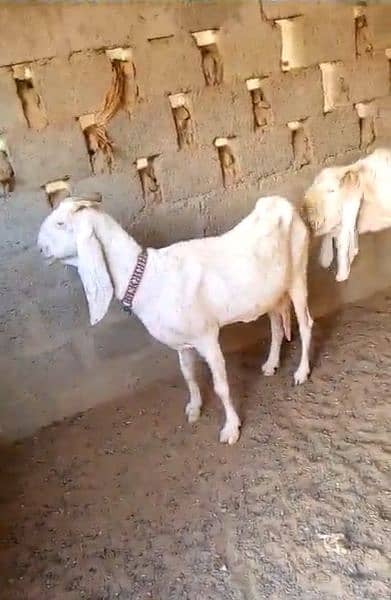 Gulabi Male Female goat pair for Sell 3