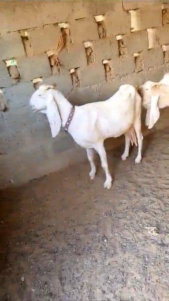 Gulabi Male Female goat pair for Sell 4