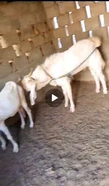 Gulabi Male Female goat pair for Sell 5