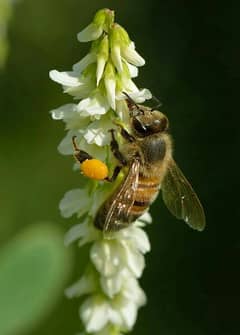 Big Bee wild Honey in its purest form