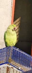 Hammad