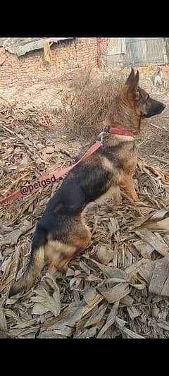 German shepherd best sale female olx