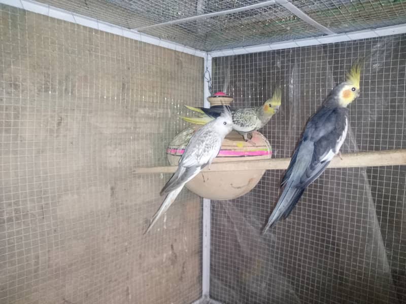 Lovebirds , Cockatiel , Breeder Pairs And Cages 7