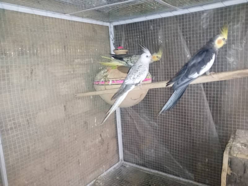 Lovebirds , Cockatiel , Breeder Pairs And Cages 1