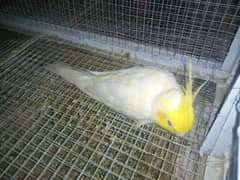 Cockatiel Male And Cages 0