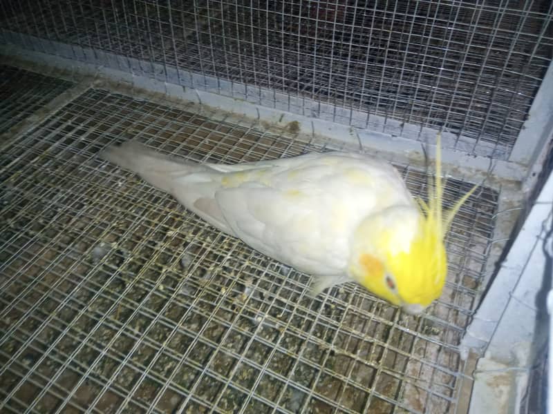 Lovebirds , Cockatiel , Breeder Pairs And Cages 2