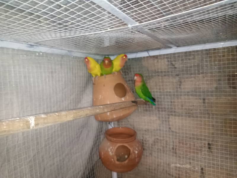 Lovebirds , Cockatiel , Breeder Pairs And Cages 3