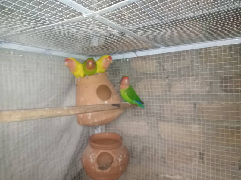 Lovebirds , Cockatiel , Breeder Pairs And Cages 4