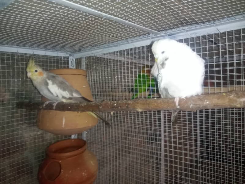 Lovebirds , Cockatiel , Exhibitions , And Cages 2