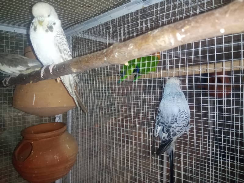 Lovebirds , Cockatiel , Exhibitions Breeder Pairs And Cages 3