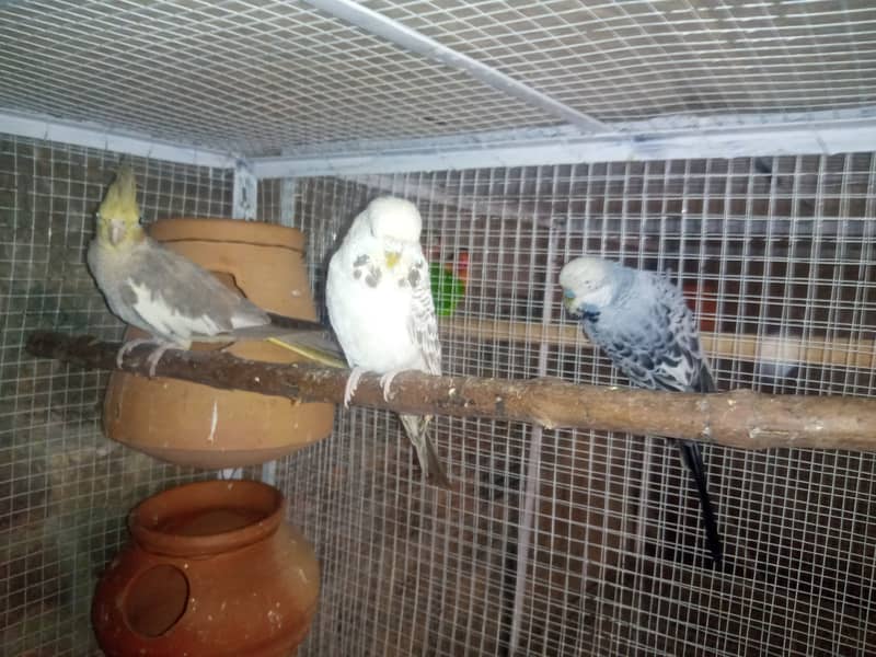 Lovebirds , Cockatiel , Exhibitions 4