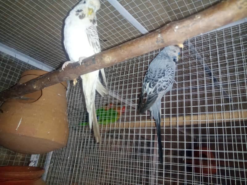 Lovebirds , Cockatiel , Exhibitions Breeder Pairs And Cages 5