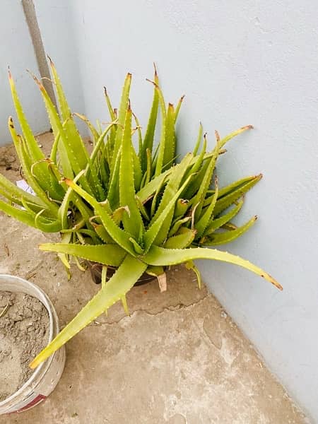 alovera plant leaves ready to use 2