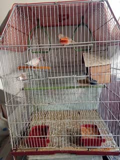 orange female and white male Both King Size with cage all accessories