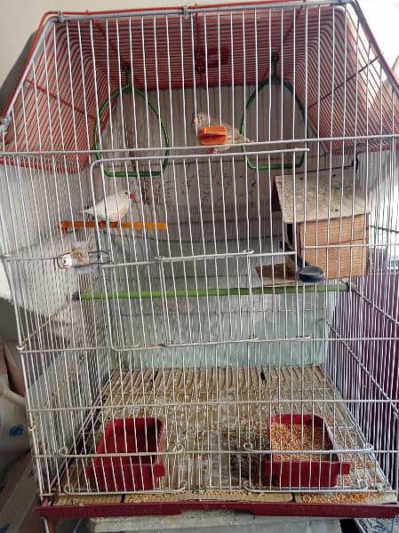 orange female and white male Both King Size with cage all accessories 0