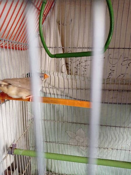 orange female and white male Both King Size with cage all accessories 1