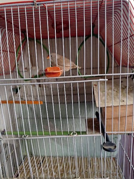 orange female and white male Both King Size with cage all accessories 2