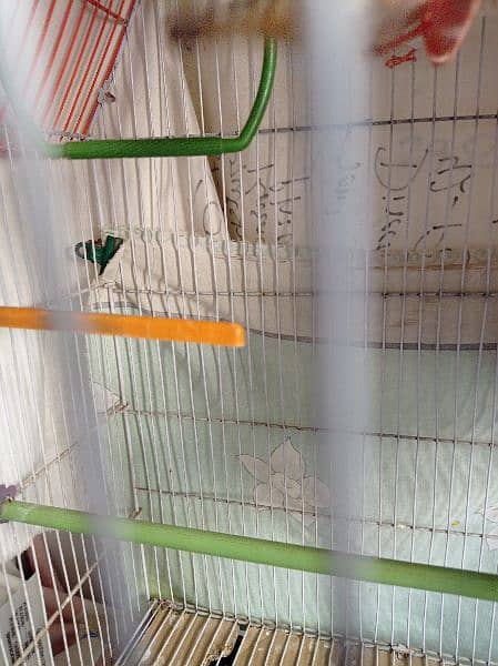 orange female and white male Both King Size with cage all accessories 4