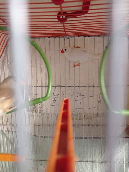 orange female and white male Both King Size with cage all accessories 5