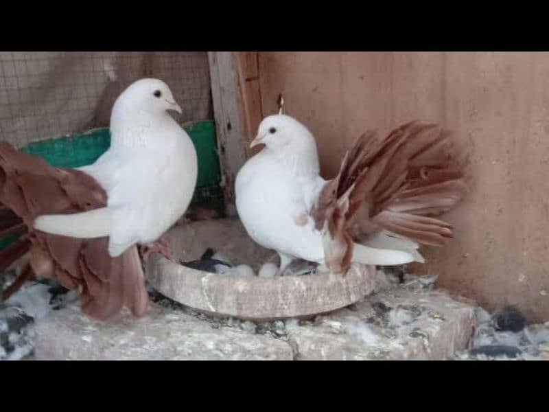 Lucka pigeon 0