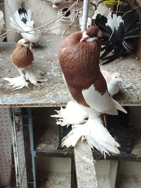 fancy Pigeon pair kabootar pouter ghubara Jacobin sherazi lakka 1