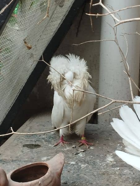 fancy Pigeon pair kabootar pouter ghubara Jacobin sherazi lakka 2