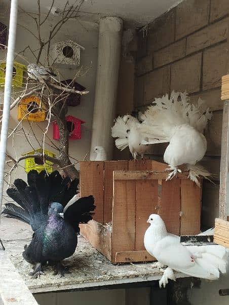 fancy Pigeon pair kabootar pouter ghubara Jacobin sherazi lakka 0