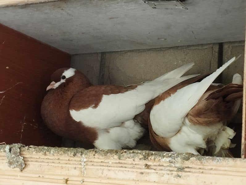 fancy Pigeon pair kabootar pouter ghubara Jacobin sherazi lakka 3
