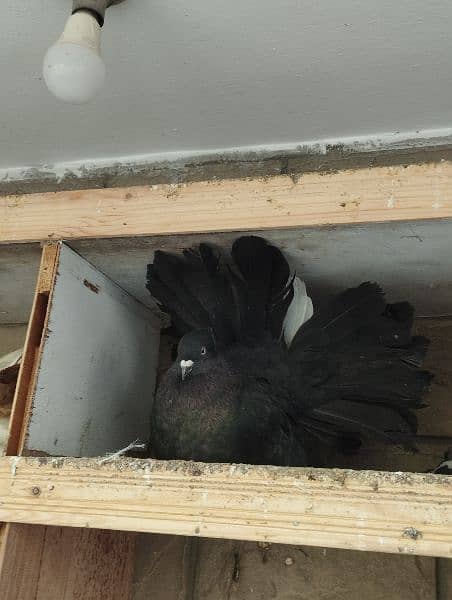 fancy Pigeon pair kabootar pouter ghubara Jacobin sherazi lakka 5