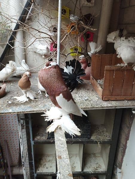 fancy Pigeon pair kabootar pouter ghubara Jacobin sherazi lakka 6