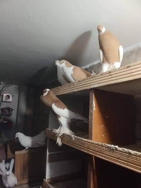 fancy Pigeon pair kabootar pouter ghubara Jacobin sherazi lakka 7