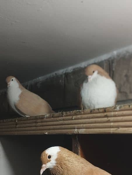 fancy Pigeon pair kabootar pouter ghubara Jacobin sherazi lakka 8