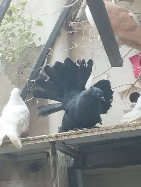 fancy Pigeon pair kabootar pouter ghubara Jacobin sherazi lakka 9
