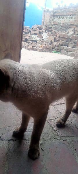 Male Siamese cat 1