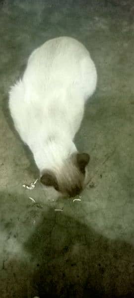 Male Siamese cat 6