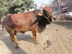 sahiwal cross / Bull / cow for sale