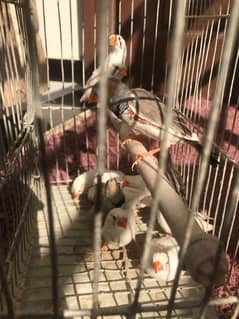 FINCHES 6pair for sale