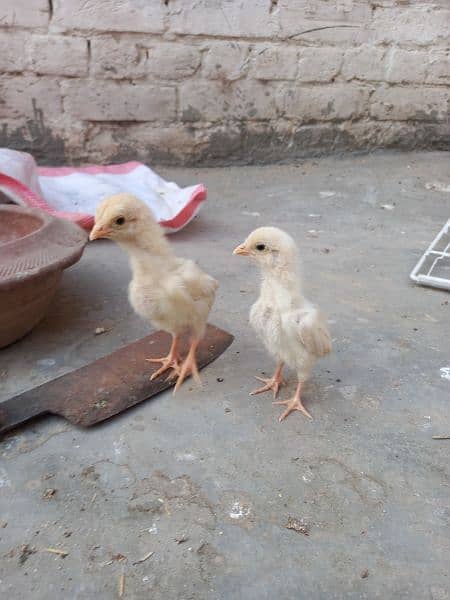 heera chicks & pkoy trat +thai chicks 10