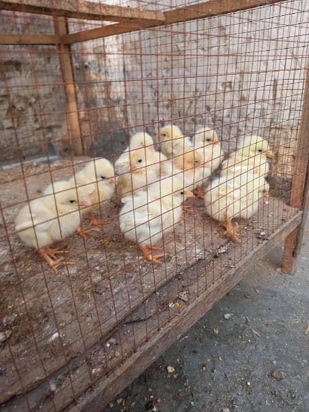 heera chicks & pkoy trat +thai chicks 11
