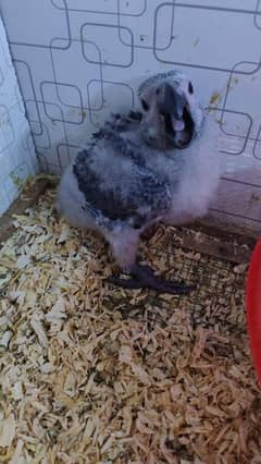 Gray African Chicks in Pakistan, Free classifieds in Pakistan | OLX
