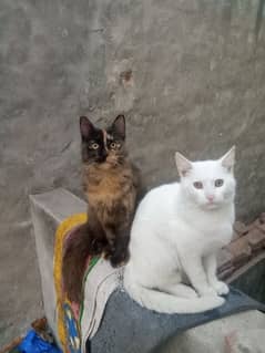 2 female or 1 male cat