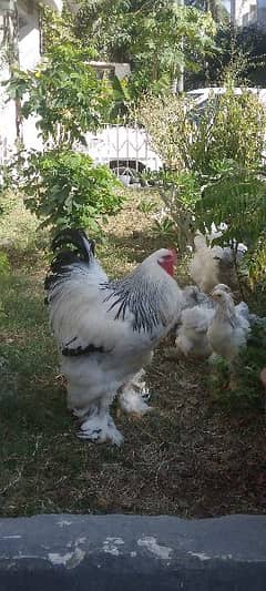 Colombian Brahma chicks is Available