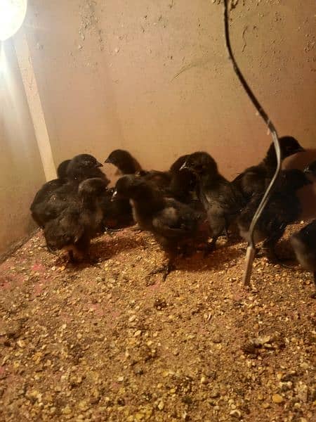 ayam cemani chicks for sale 7days 15 days 30 days 90days 7
