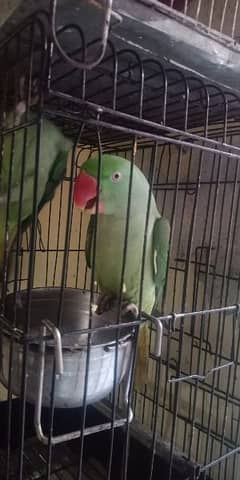 parrot for sale