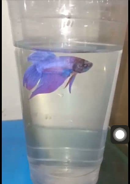 Olx sale fighter fish