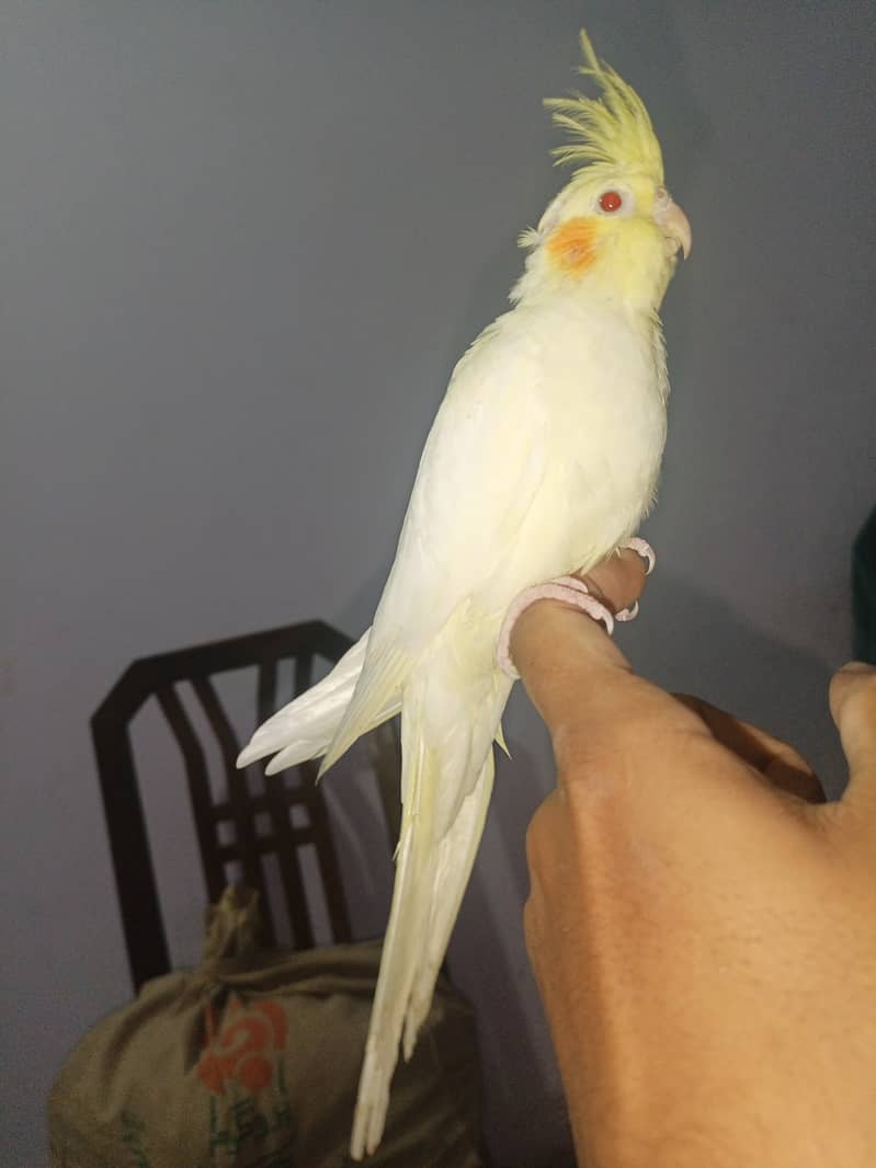 Hand tamed purpose chick. cOcktail parrots chick & piece&pair available 2